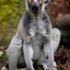Сингапурский зоопарк. Кольцехвостый лемур (Lemur Catta)