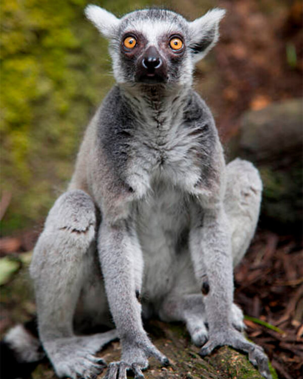 Сингапурский зоопарк. Кольцехвостый лемур (Lemur Catta)