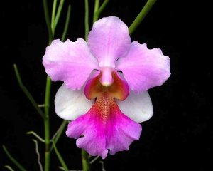 Vanda 'Miss Joaquim'